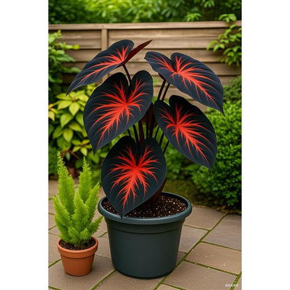 🎁2025 Special Offer🍃 Rare Hosta Flower Seeds🌿